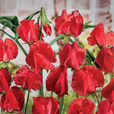 Luktärt 'Royal Scarlet'