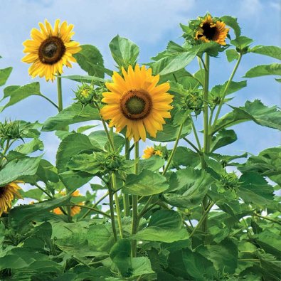 Solsikke 'Uniflorus'