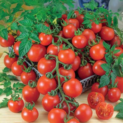 Körsbärstomat 'Gardener´s Delight'