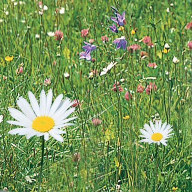 Ängsblommor mix