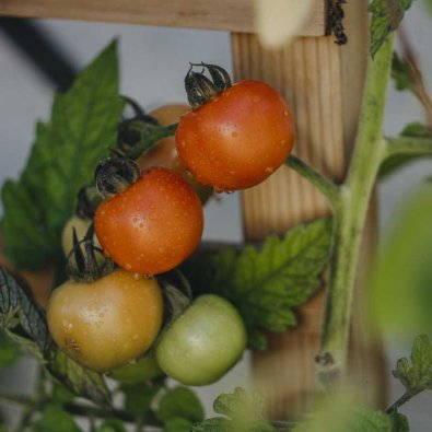 Tomat 'Bollstar Granda'