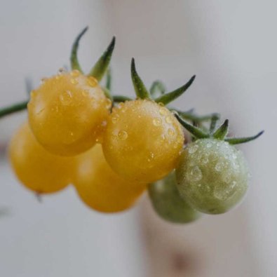 Tomat 'Golden Currant'