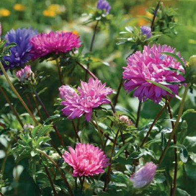 Dobbel Asters mix Økologisk