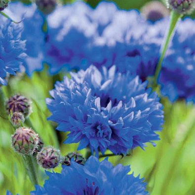 Tall Cornflower Organic