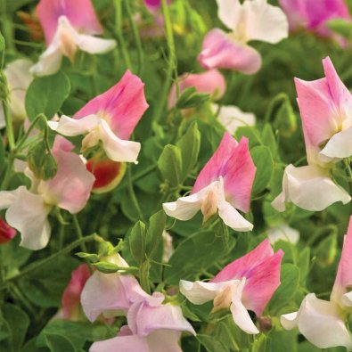 Luktärt 'Villa Roma' White & Rose