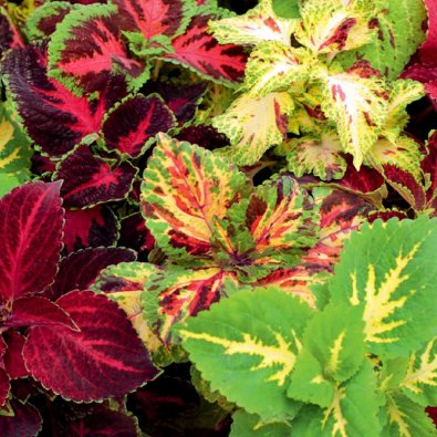 Palettblad 'Rainbow'