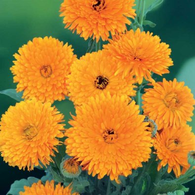 Ringblomst 'Pacific Beauty'
