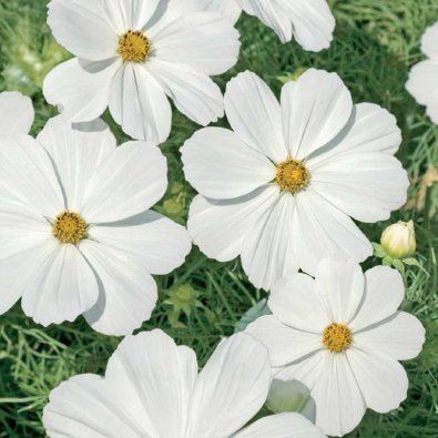 Kosmos 'Purity'