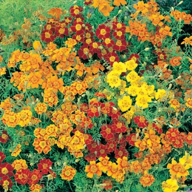 Dvergfløyelsblomst 'Starfire mixed'