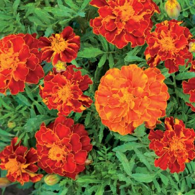 Fløyelsblomst 'Carmen'