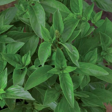 Citronbasilika 'Lemon scent'