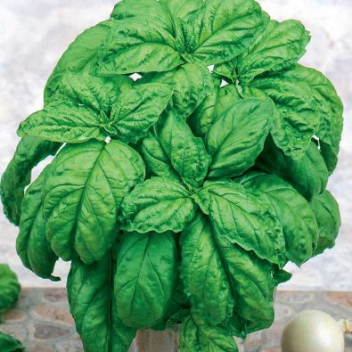 Salladsbasilika 'Large leaved'