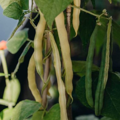 Vaxböna 'Maxidor'