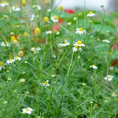 Kamomill Organic