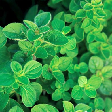Grekisk Oregano Greek