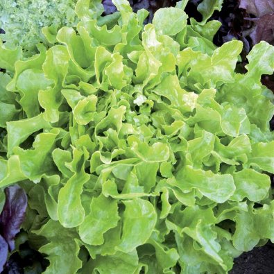 Plocksallat 'Salad Bowl'