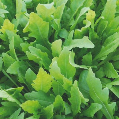 Sandsenap / Vild rucola 'Wildfire'
