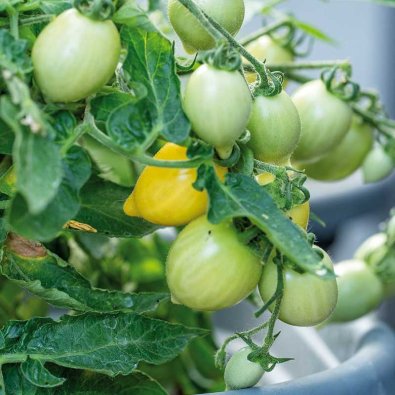 Kruktomat 'Funnyplums Creamy Yellow' F1