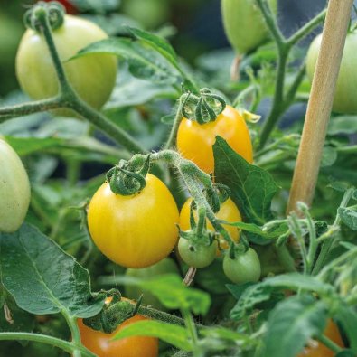 Kruktomat 'Funnyplums Orange' F1