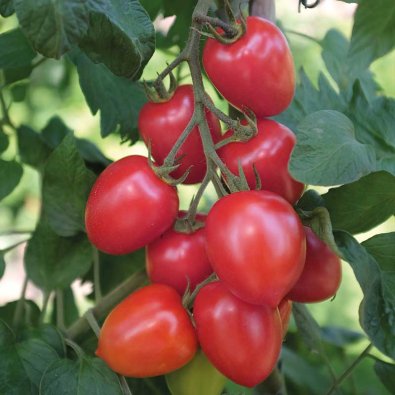 Tomat 'Nagina' F1