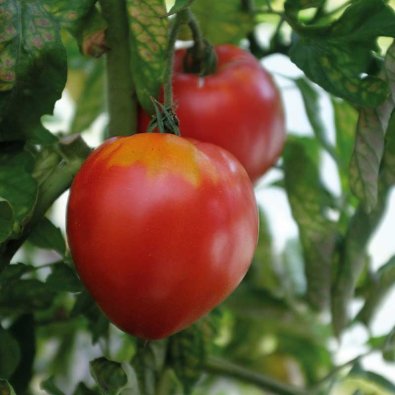 Tomat 'Coeur de Boeuf'