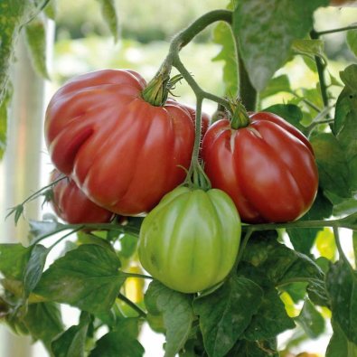 Tomat 'Liguria'