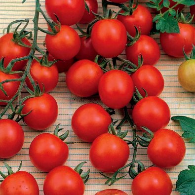 Körsbärstomat 'Supersweet 100' F1
