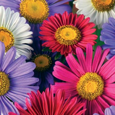 Sommeraster 'Chinensis mix'