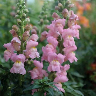 Lejongap 'Opus Pink' F1