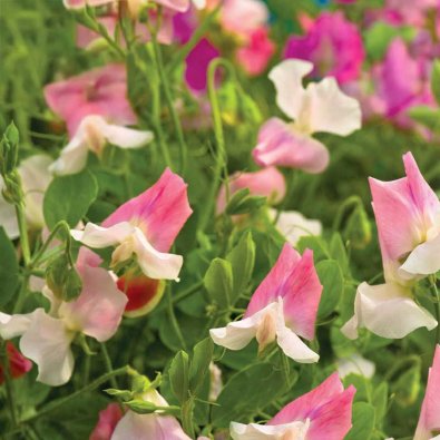 Luktärt 'Villa Roma White & Rose'