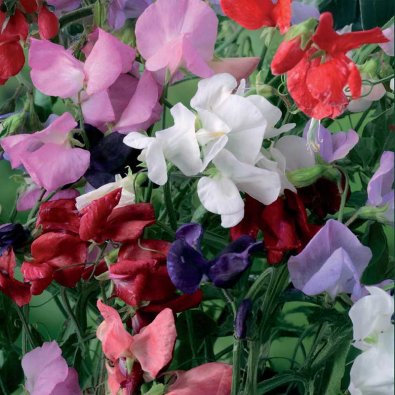 Luktärt 'Royal Mix'