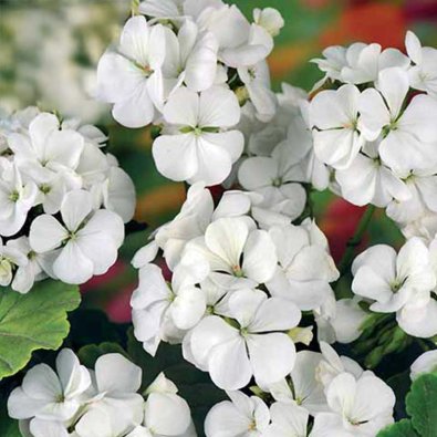 Pelargonium 'Inspire White' F1