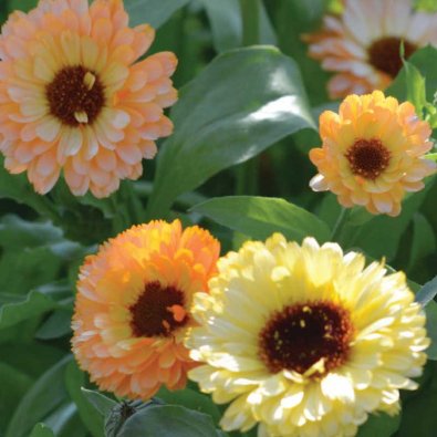 Ringblomst 'Cantaloupe'
