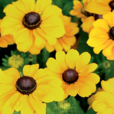 Sommarrudbeckia 'Toto Gold'