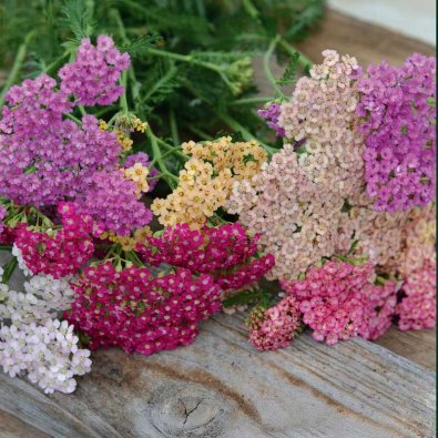 Röllika 'Summer Pastels'