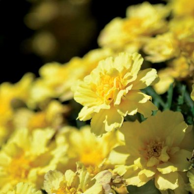 Fløyelsblomst 'Alumia Vanilla Cream'