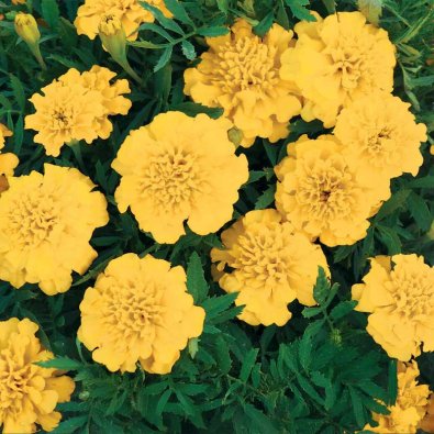 Fløyelsblomst 'Yellow Boy'