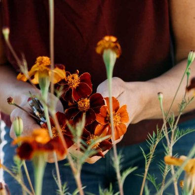 Linnéfløyelsblomst 'Burning Embers'