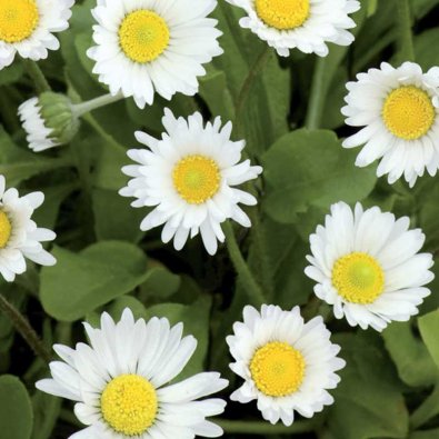 Tusenfryd 'Meadow Daisy'