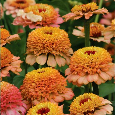 Sinnia 'Zinderella Peach'