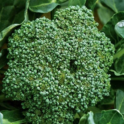 Brokkoli 'Calabrese natalino'