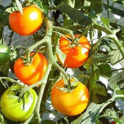Tomat 'Auriga'