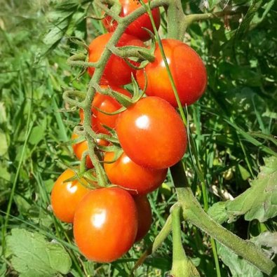 Tomat 'Rubin'