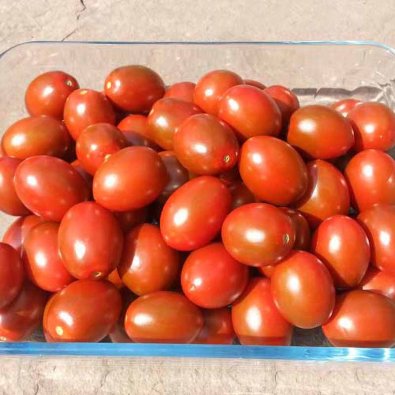 Tomat 'Dark red egg'