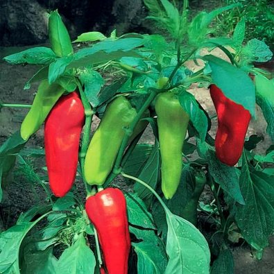 Pepparfrukt 'Kostas F1'
