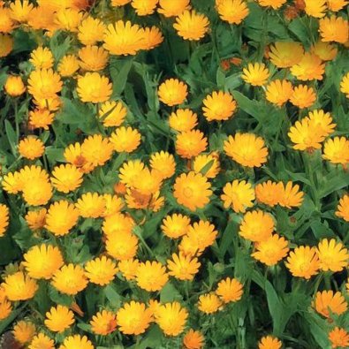 Ringblomst 'Springtime'