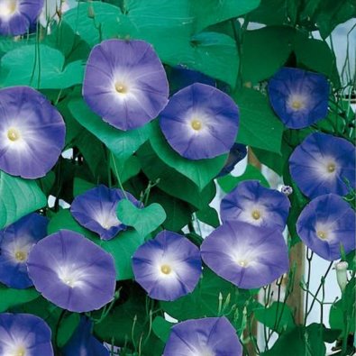 Trefärgad Blåvinda 'Blue Eyes'