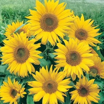 Solsikke 'Pacino'