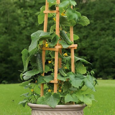 Gurka 'Patio snacker' H