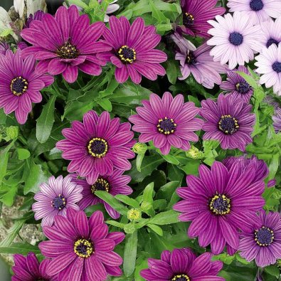Stjärnöga 'Akila Purple'